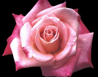 RedARose